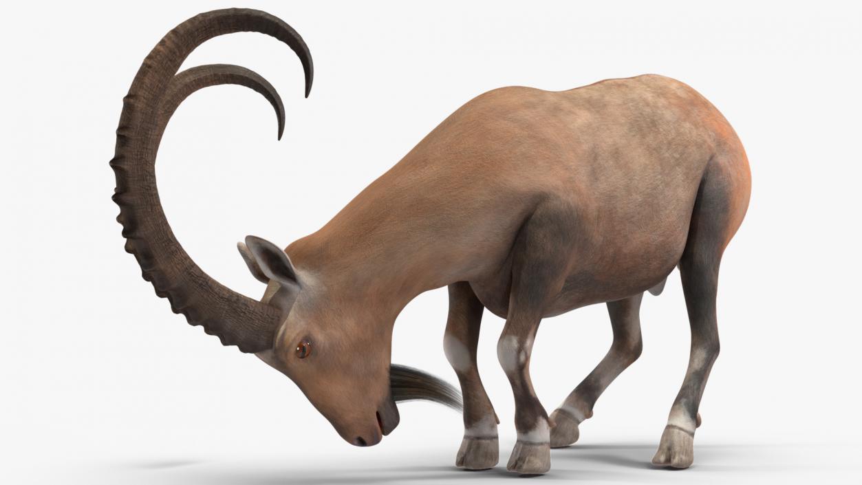 3D model Alpine Ibex with Large Horns 2