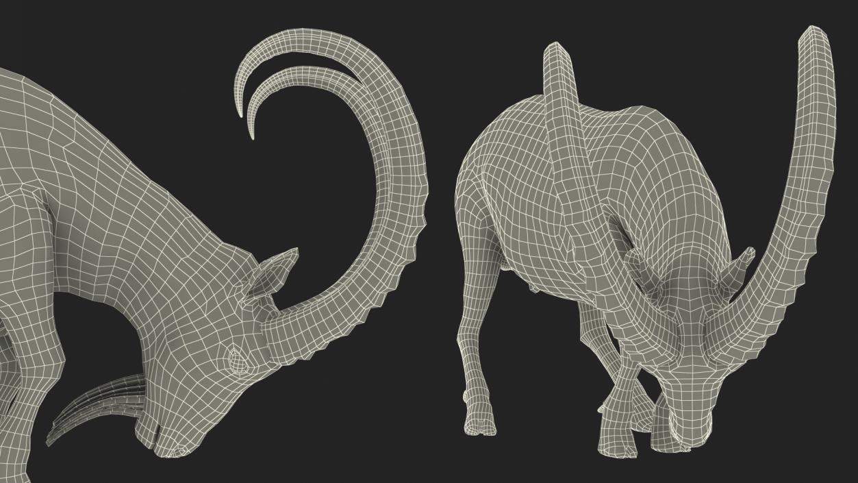 3D model Alpine Ibex with Large Horns 2