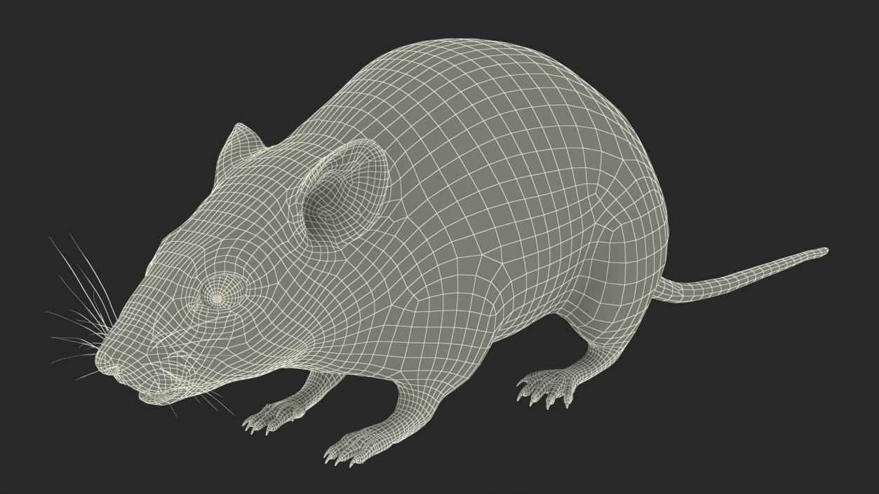 Australian Mouse Basic Pose 3D