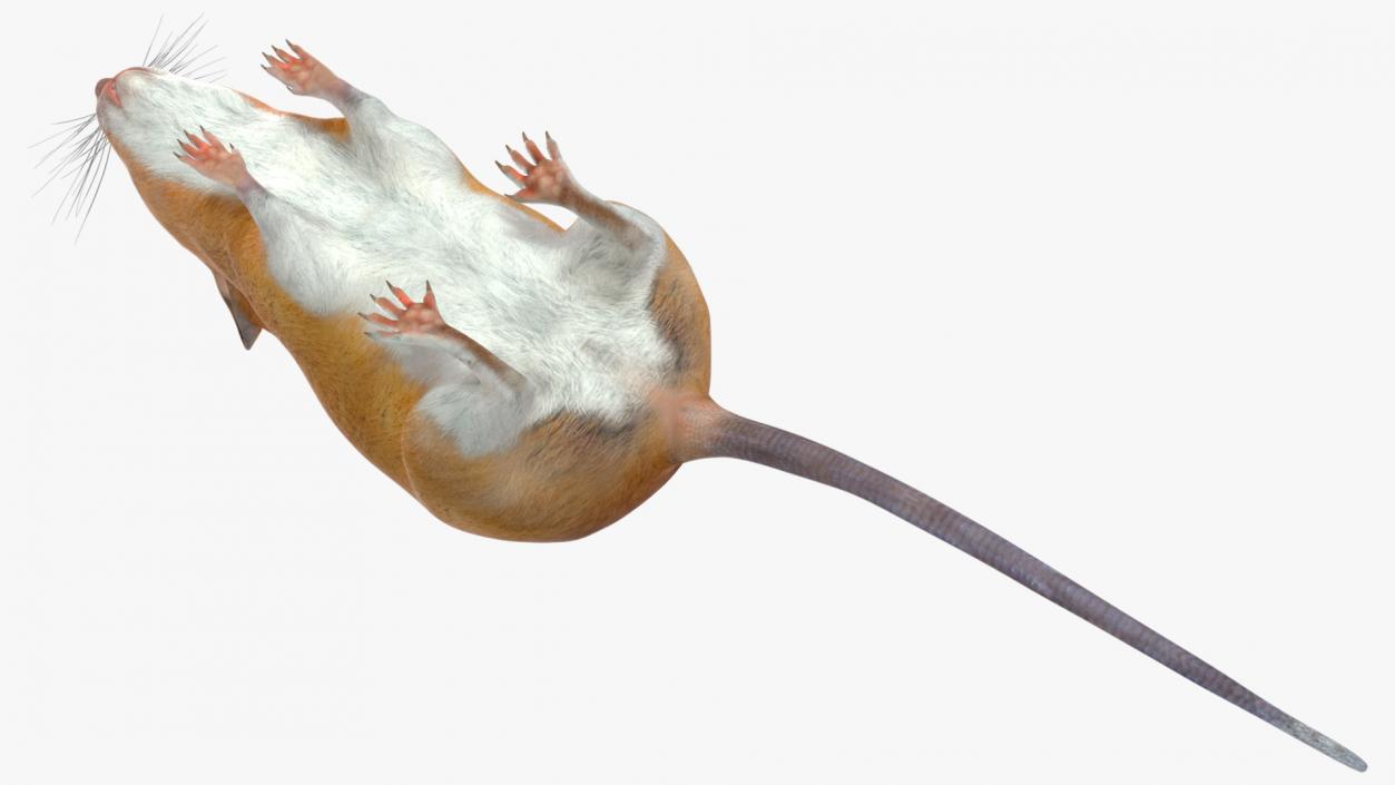 Australian Mouse Basic Pose 3D