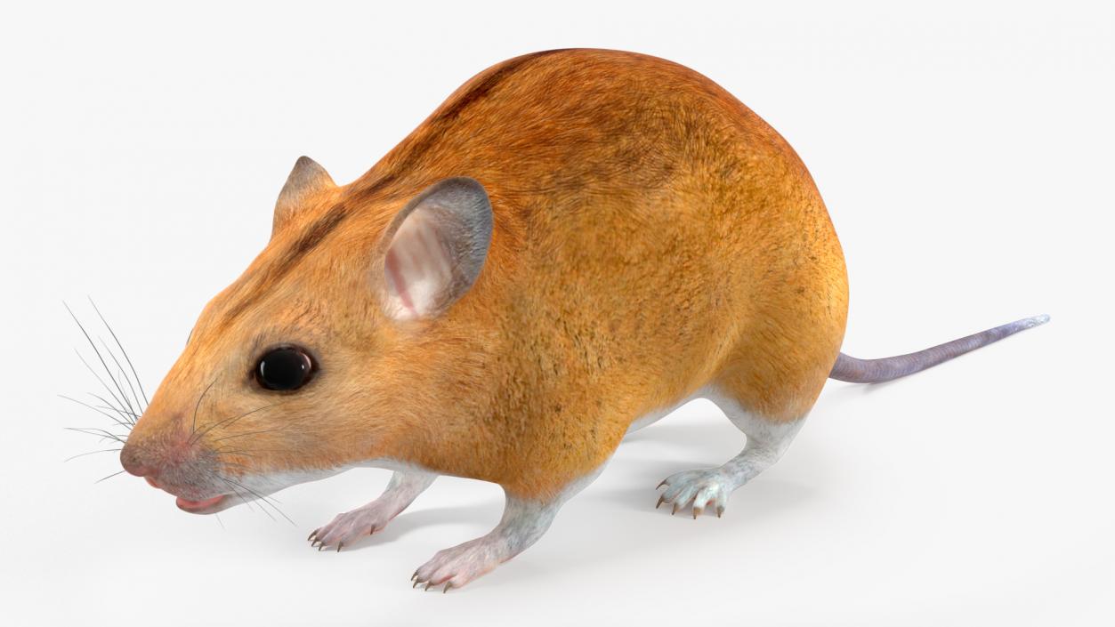 Australian Mouse Basic Pose 3D