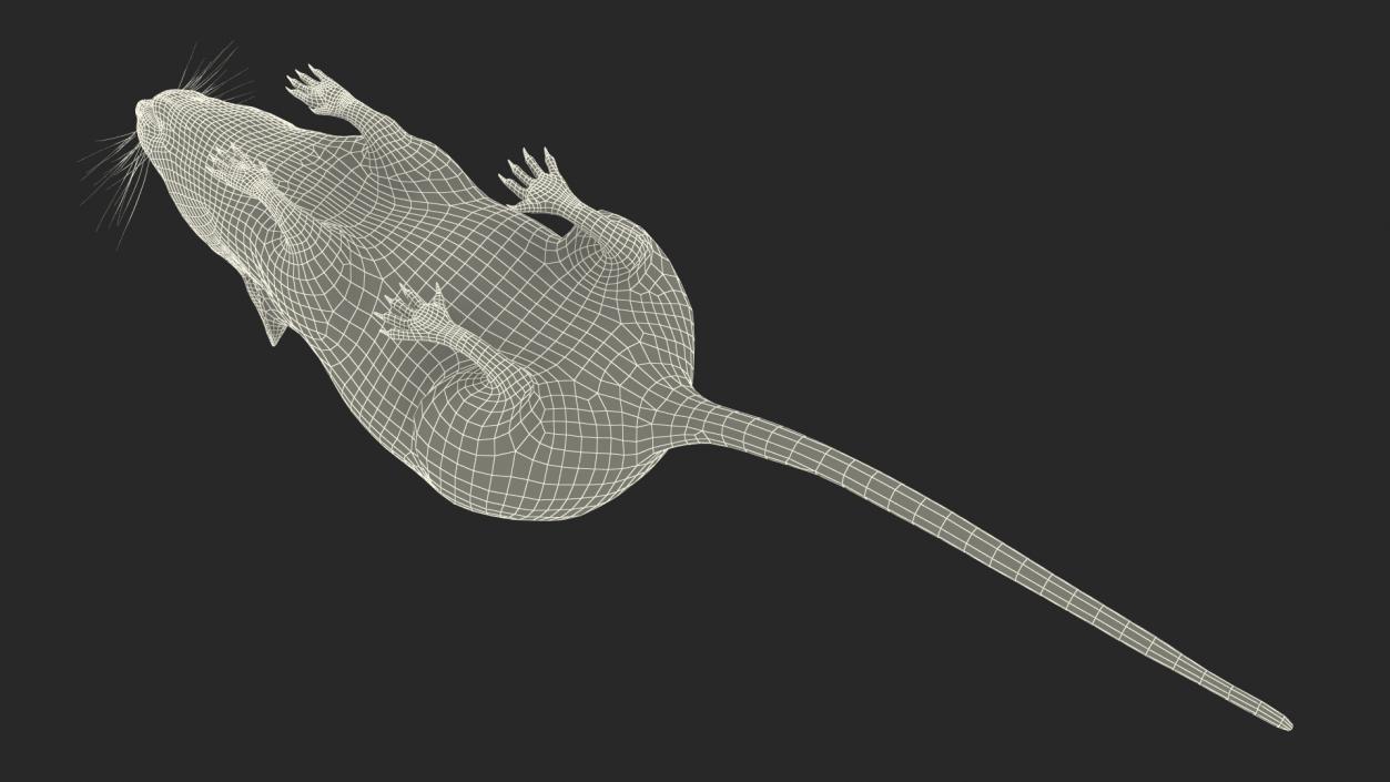 Australian Mouse Basic Pose 3D