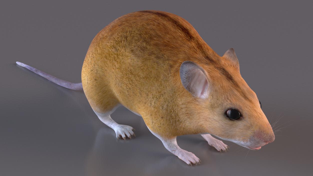 Australian Mouse Basic Pose 3D