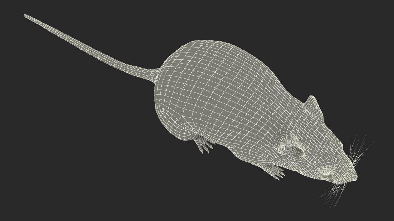 Australian Mouse Basic Pose 3D