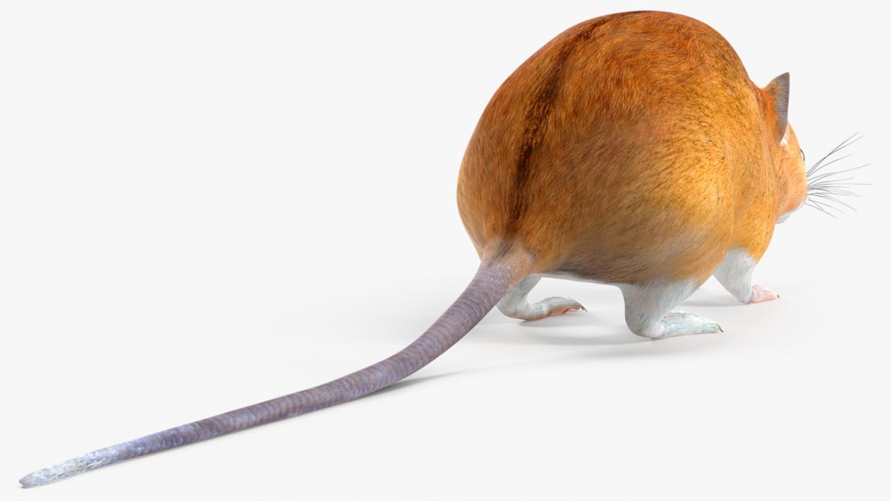 Australian Mouse Basic Pose 3D