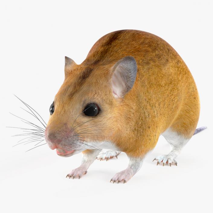 Australian Mouse Basic Pose 3D