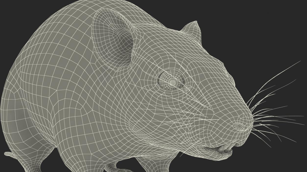 Australian Mouse Basic Pose 3D