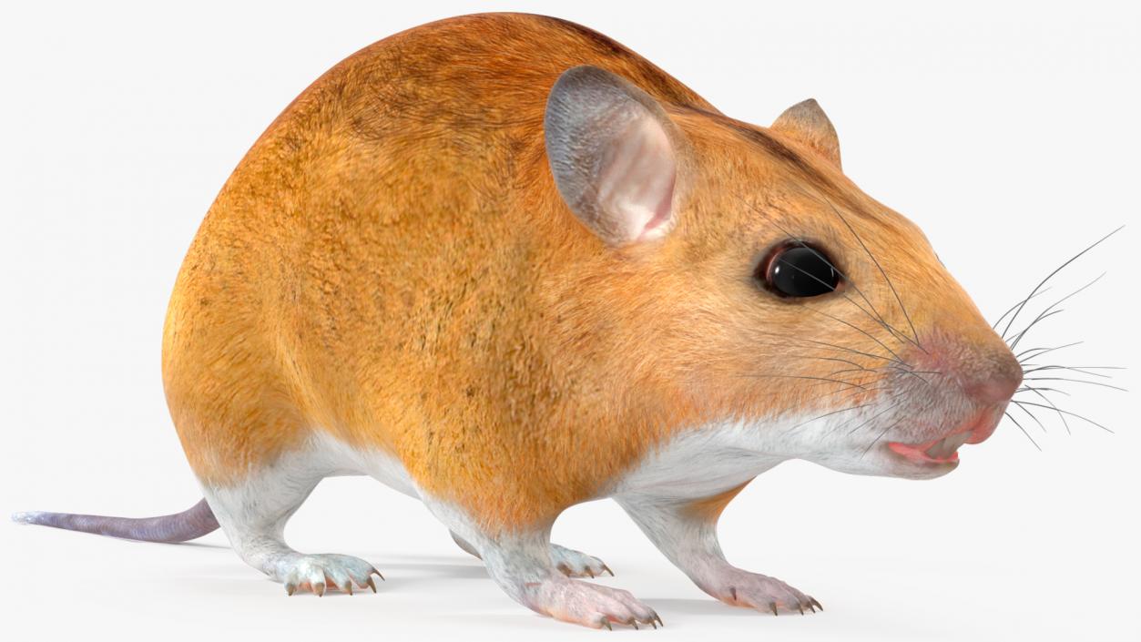 Australian Mouse Basic Pose 3D