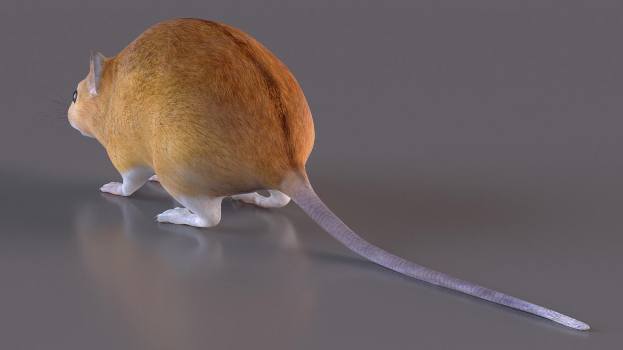 Australian Mouse Basic Pose 3D