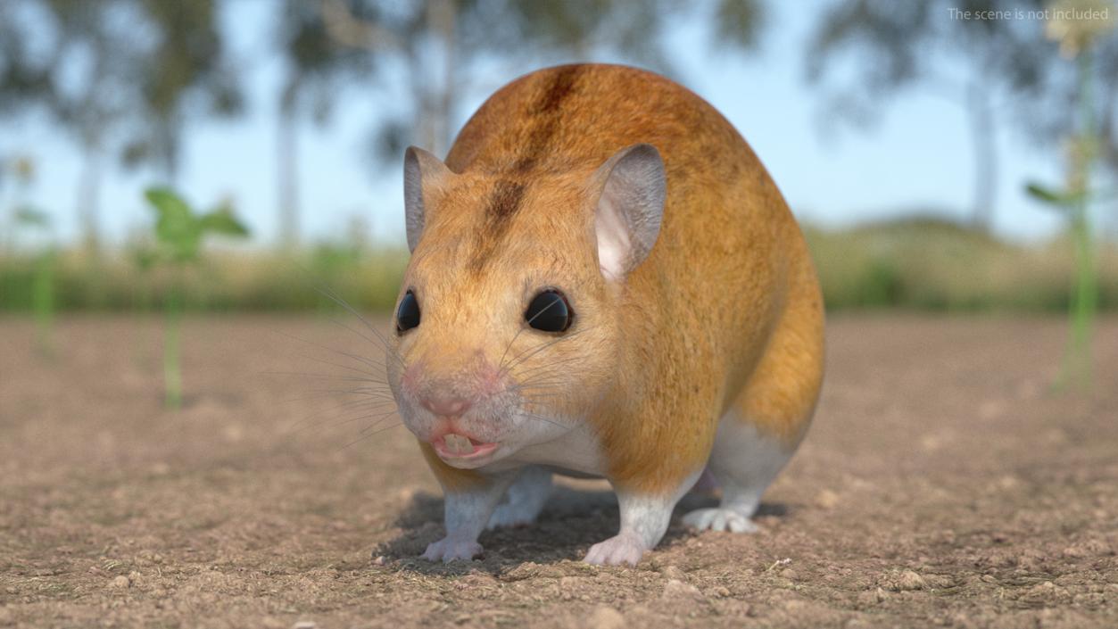 Australian Mouse Basic Pose 3D