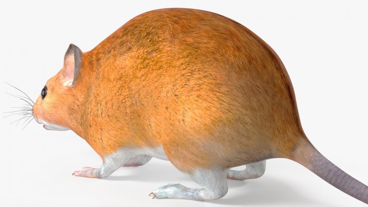 Australian Mouse Basic Pose 3D