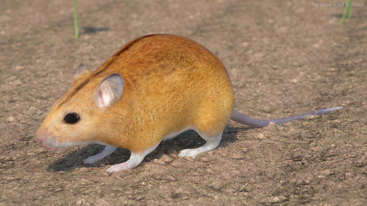 Australian Mouse Basic Pose 3D