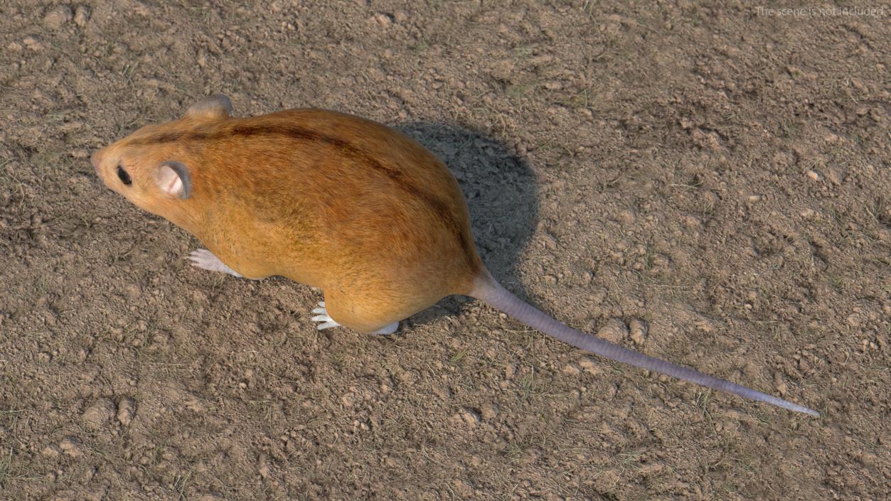 Australian Mouse Basic Pose 3D