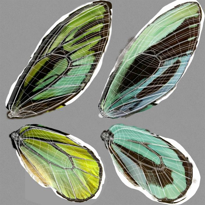 3D Queen Alexandras Birdwing Flying Pose with Fur