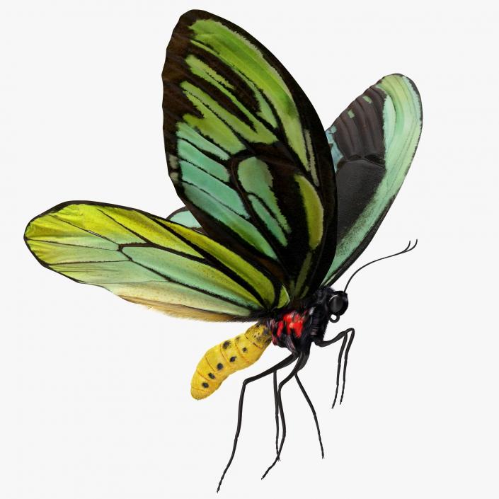 3D Queen Alexandras Birdwing Flying Pose with Fur