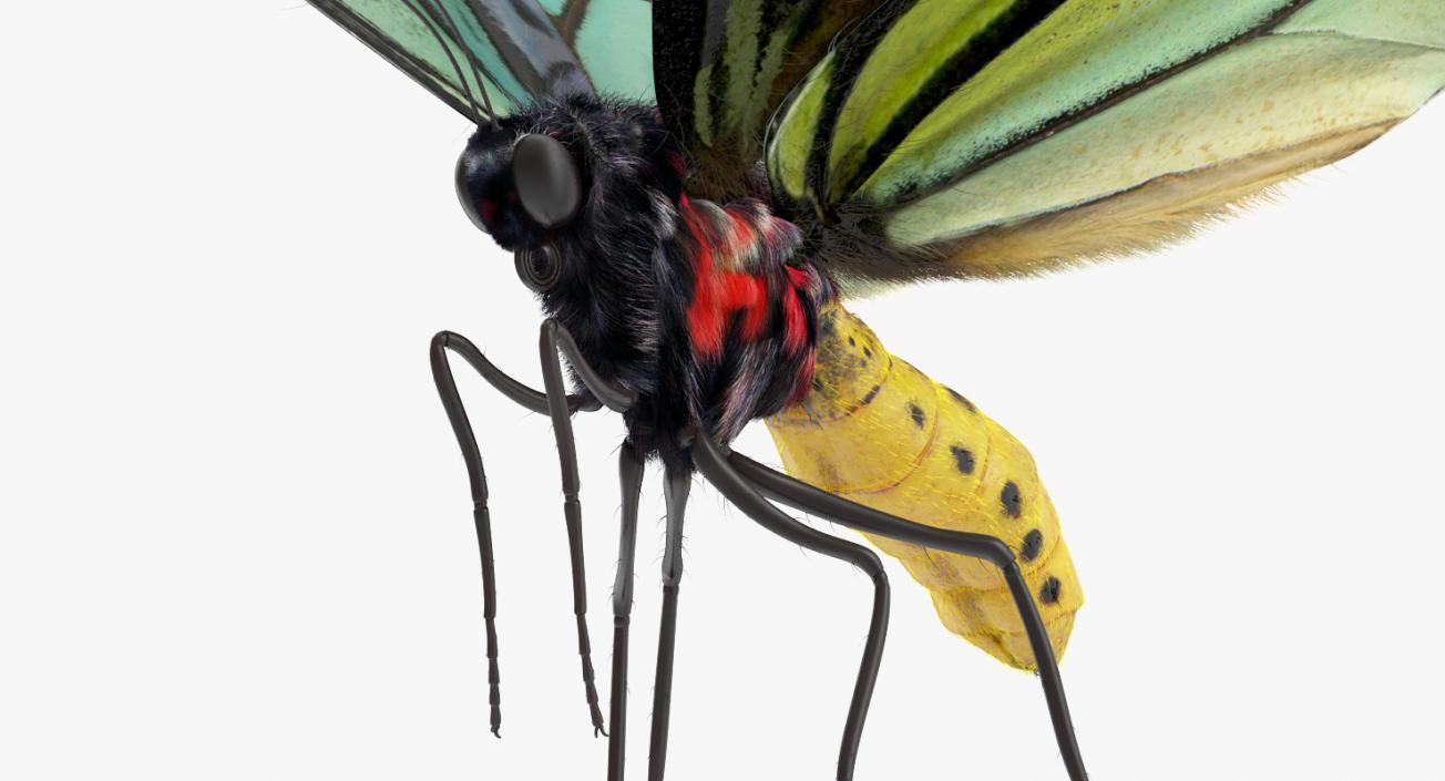 3D Queen Alexandras Birdwing Flying Pose with Fur