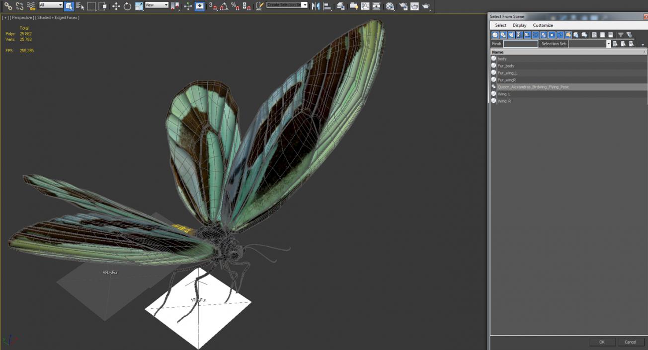 3D Queen Alexandras Birdwing Flying Pose with Fur