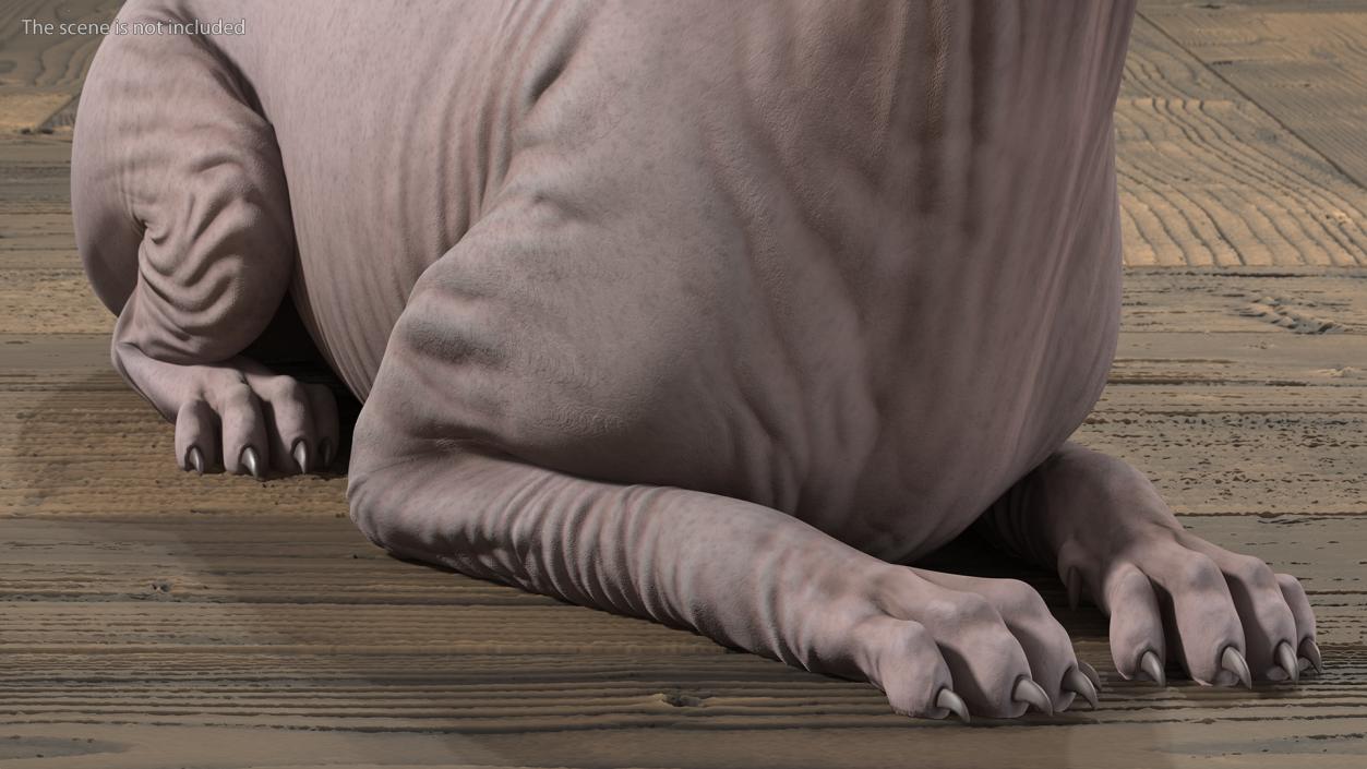 3D Dark Cream Sphynx Cat Rigged model