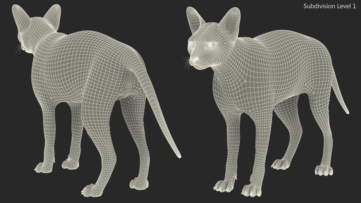 3D Dark Cream Sphynx Cat Rigged model