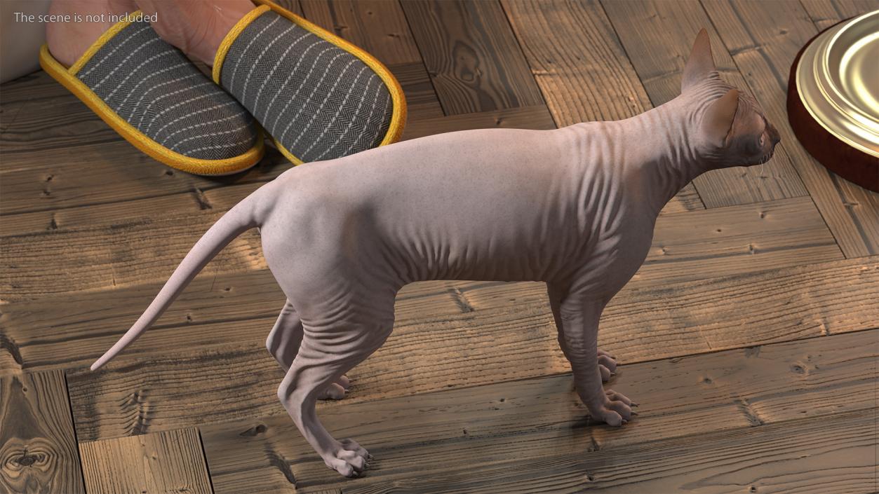 3D Dark Cream Sphynx Cat Rigged model