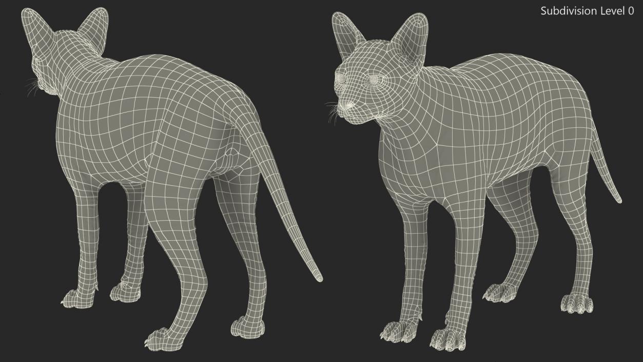 3D Dark Cream Sphynx Cat Rigged model