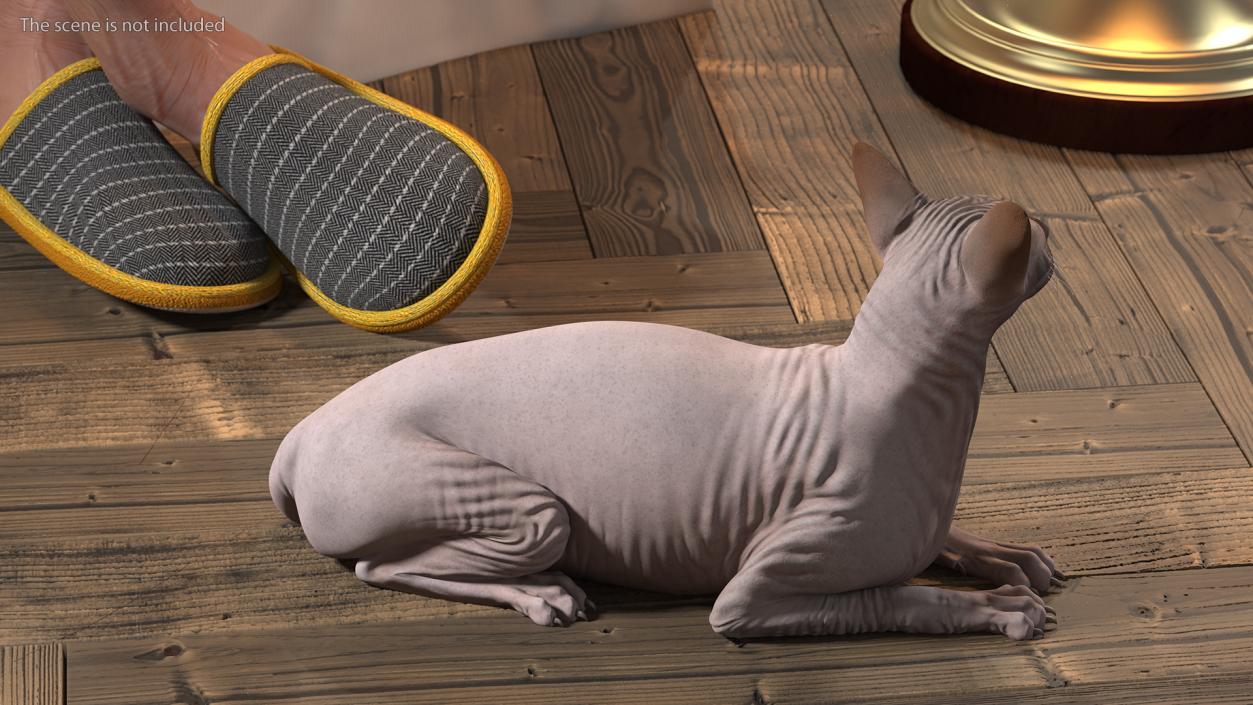 3D Dark Cream Sphynx Cat Rigged model