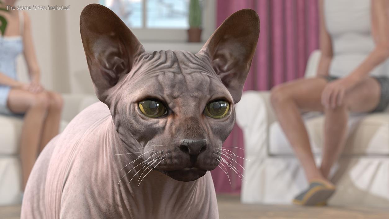 3D Dark Cream Sphynx Cat Rigged model