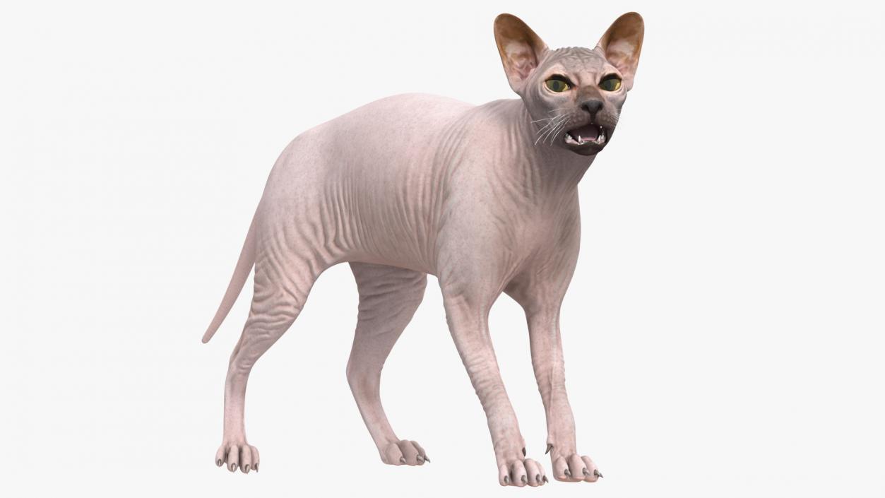 3D Dark Cream Sphynx Cat Rigged model