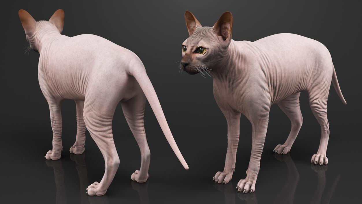 3D Dark Cream Sphynx Cat Rigged model