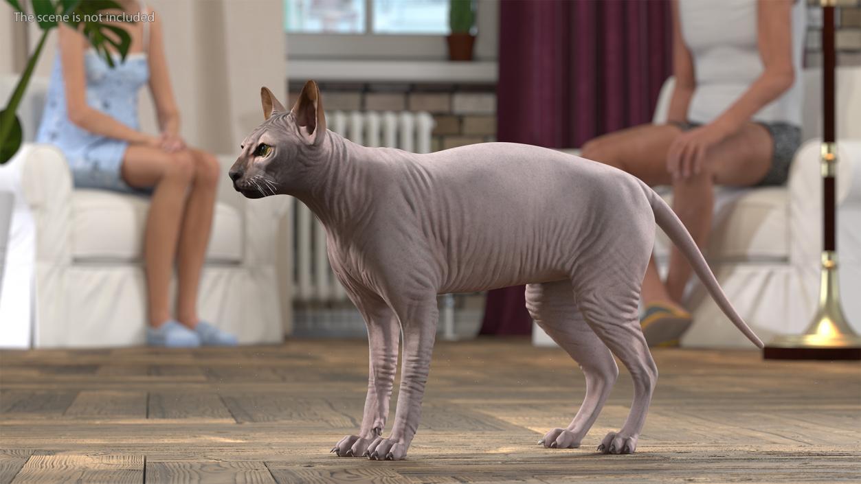 3D Dark Cream Sphynx Cat Rigged model