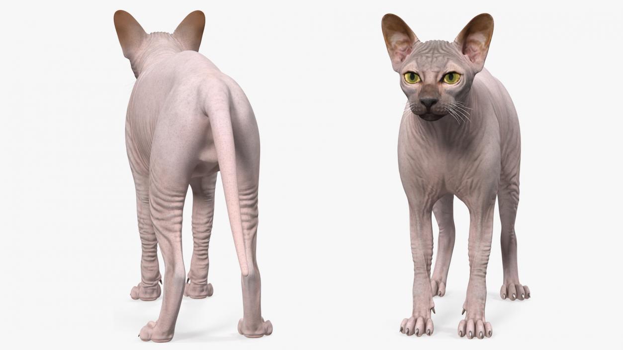 3D Dark Cream Sphynx Cat Rigged model