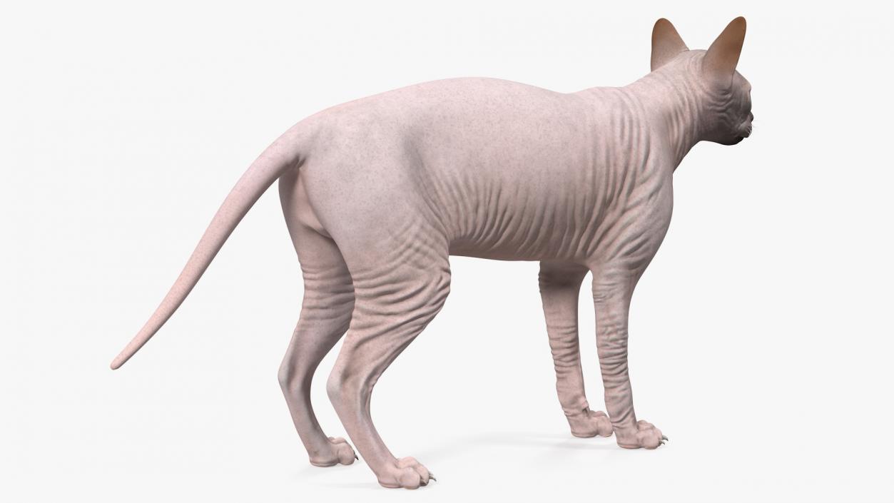 3D Dark Cream Sphynx Cat Rigged model