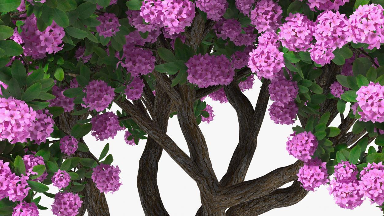 3D Rhododendron Purple Flower Tree