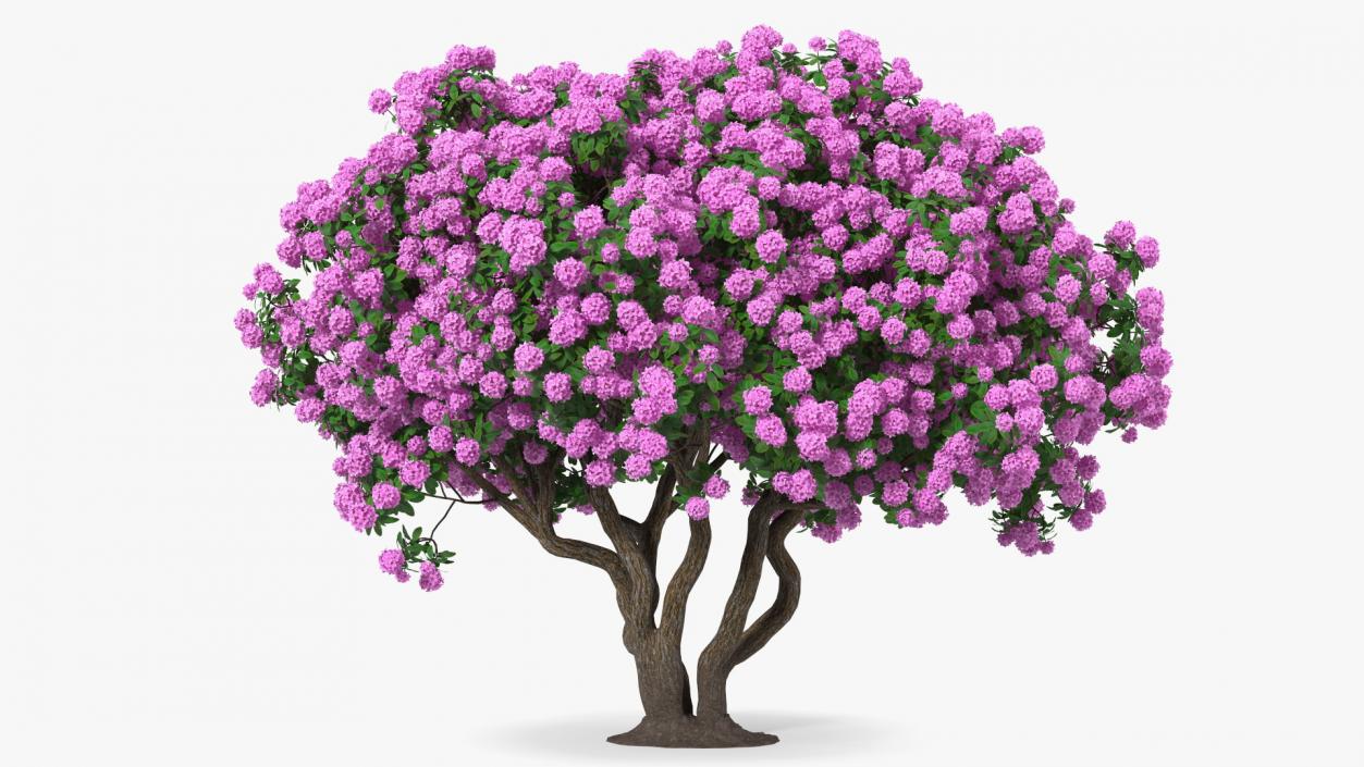 3D Rhododendron Purple Flower Tree