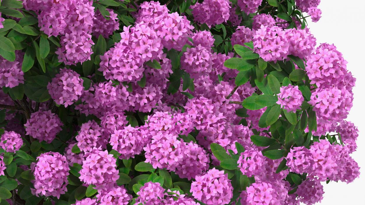 3D Rhododendron Purple Flower Tree