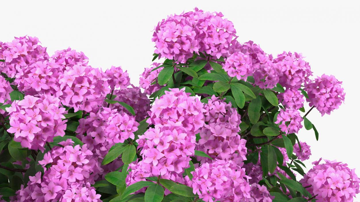 3D Rhododendron Purple Flower Tree