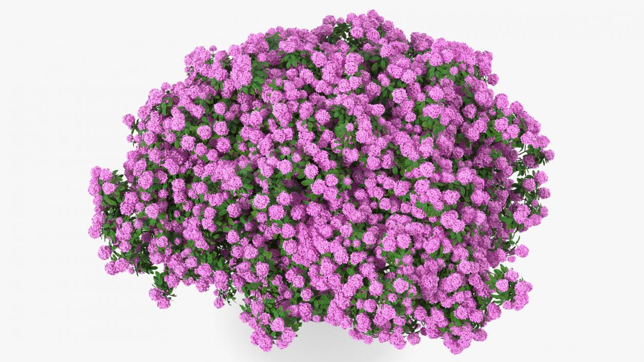 3D Rhododendron Purple Flower Tree