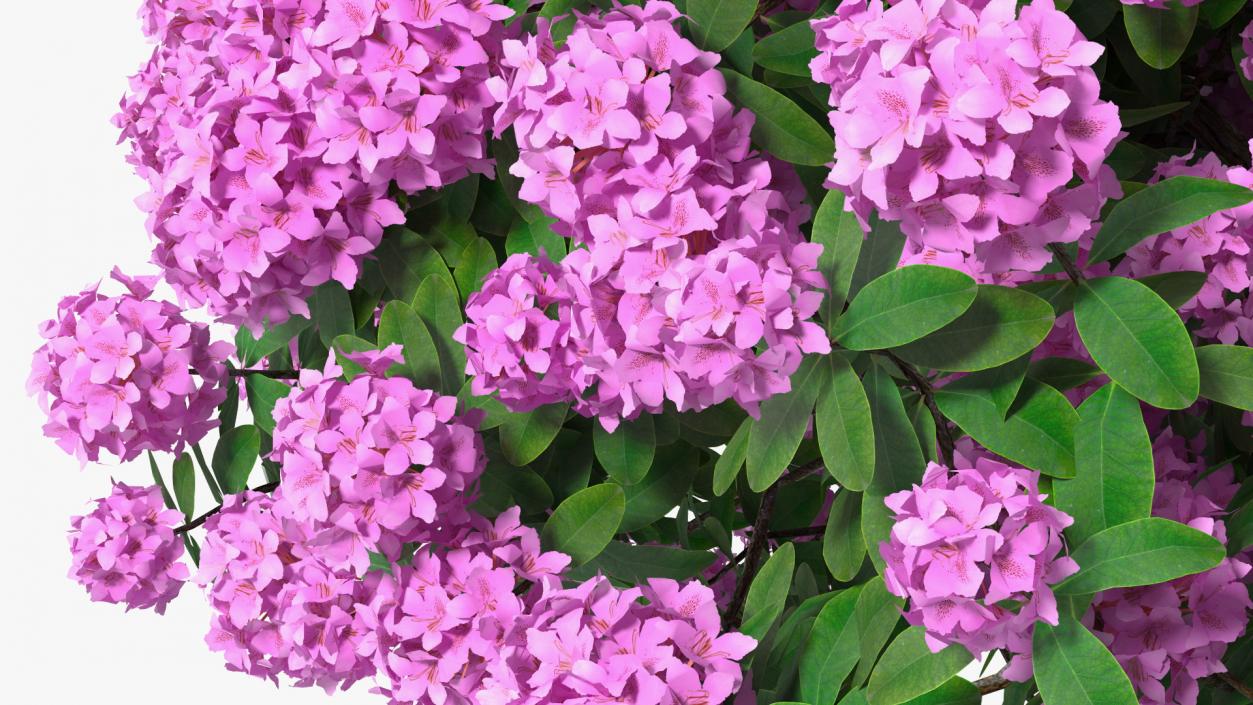 3D Rhododendron Purple Flower Tree