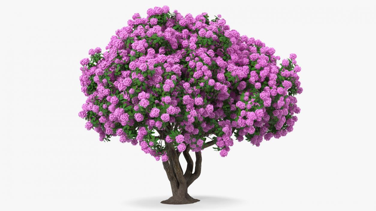 3D Rhododendron Purple Flower Tree