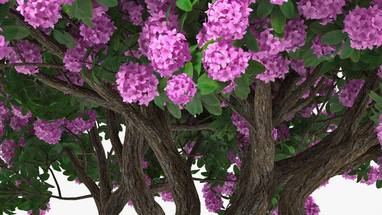 3D Rhododendron Purple Flower Tree