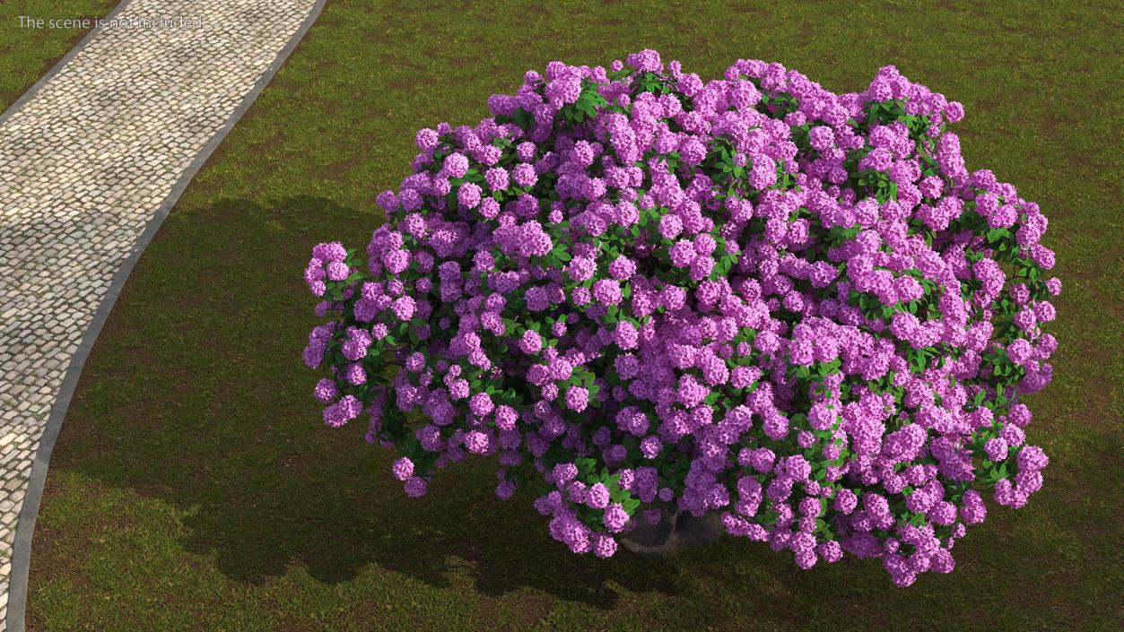 3D Rhododendron Purple Flower Tree