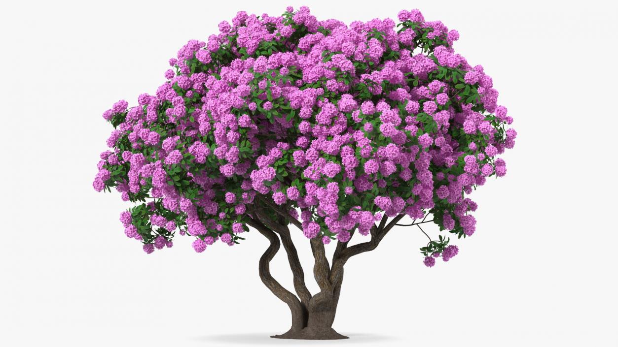 3D Rhododendron Purple Flower Tree