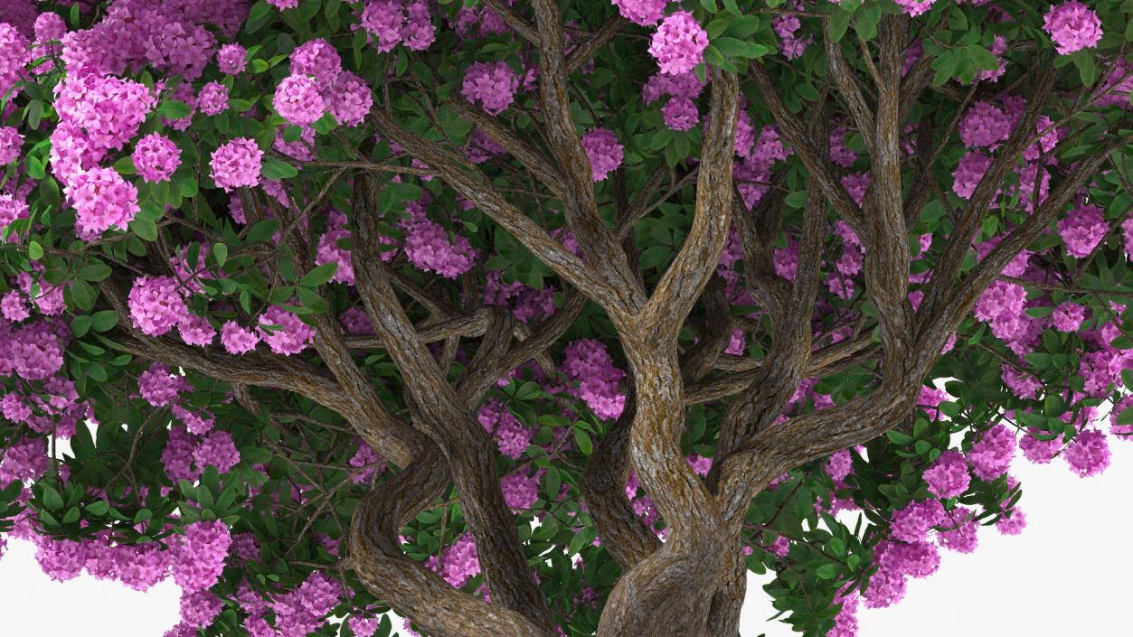 3D Rhododendron Purple Flower Tree