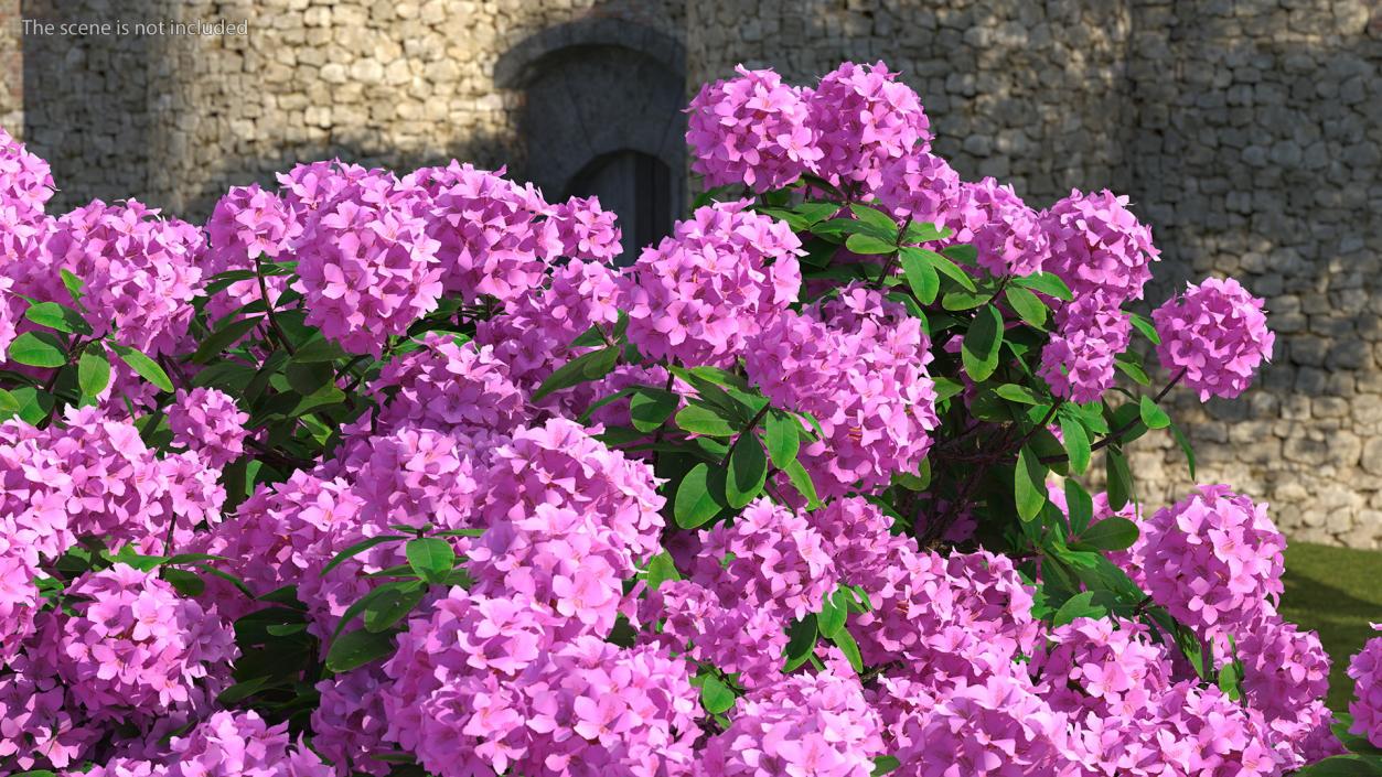 3D Rhododendron Purple Flower Tree