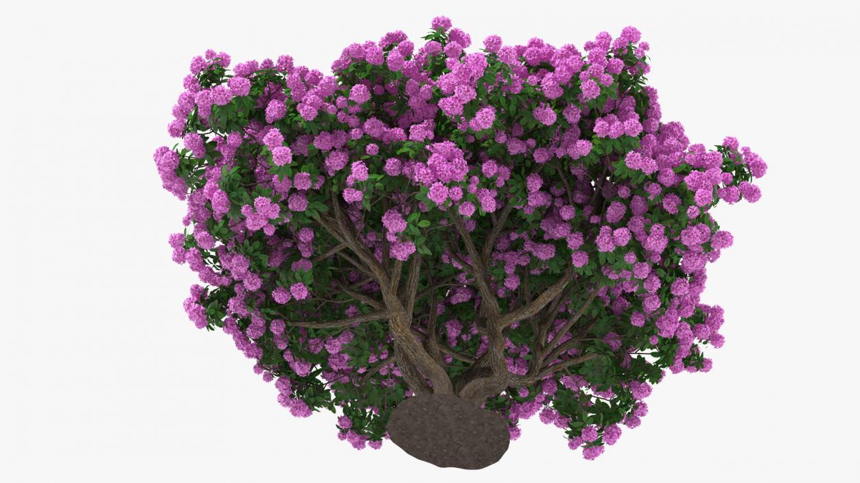 3D Rhododendron Purple Flower Tree