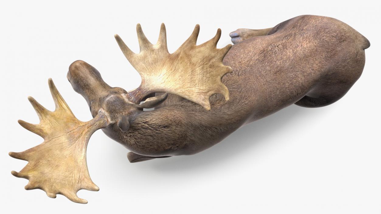 3D Lying Moose No Fur model