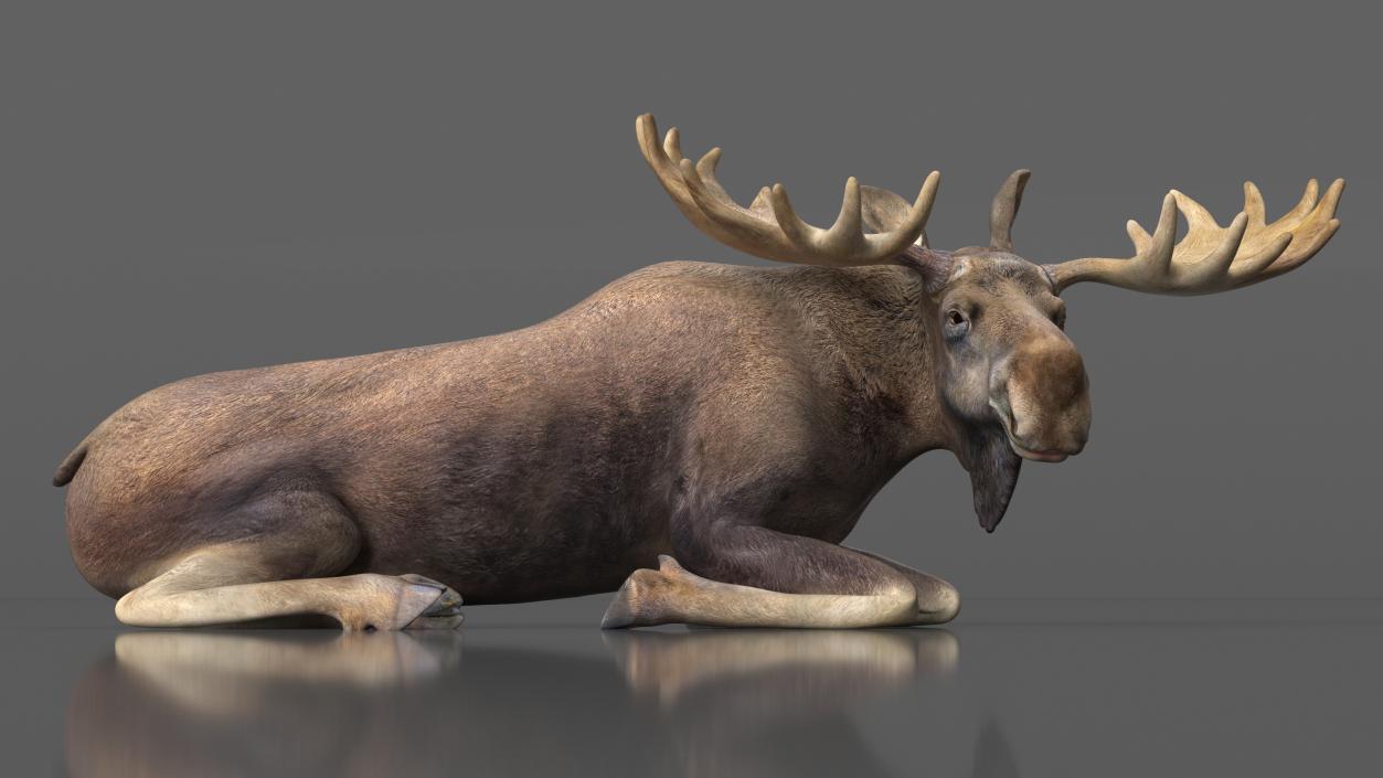 3D Lying Moose No Fur model