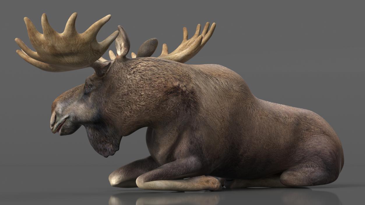 3D Lying Moose No Fur model