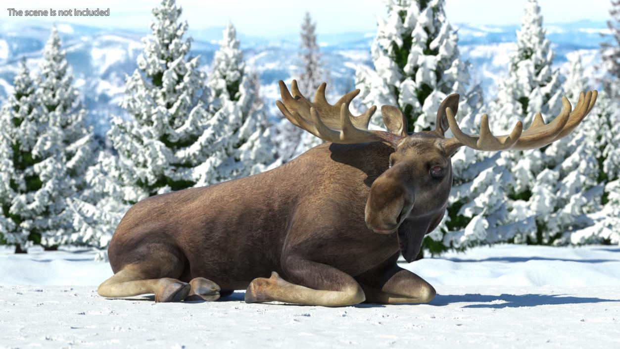 3D Lying Moose No Fur model