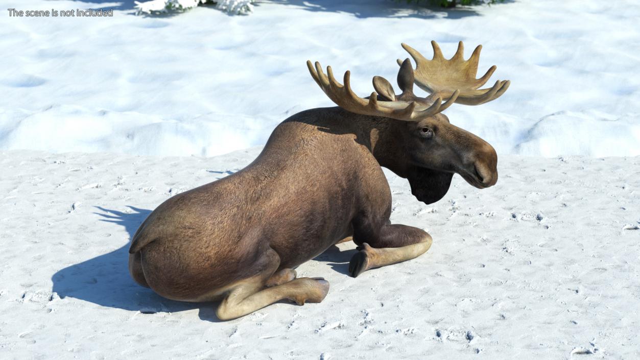 3D Lying Moose No Fur model